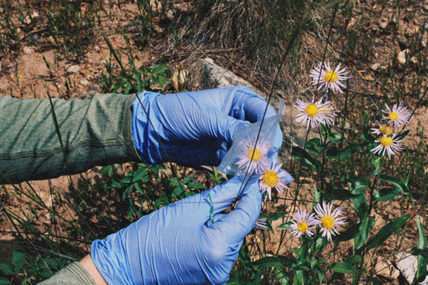 Sensing Floral Futures: A Conversation with Eliza Collin