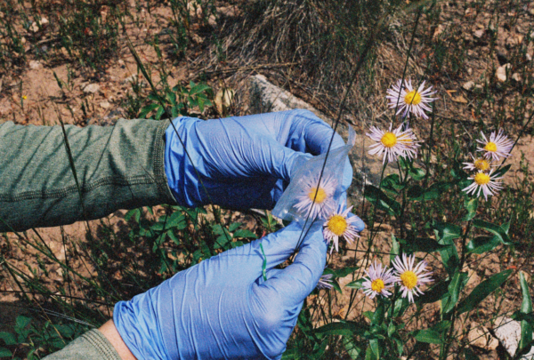 Sensing Floral Futures: A Conversation with Eliza Collin