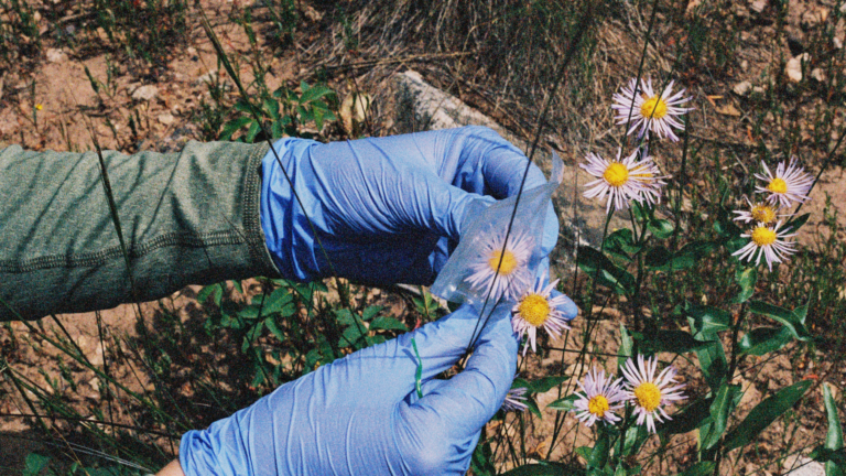 Scent and morphology evolution research at the Rocky Mountain Biological Laboratory. © Eliza Collin